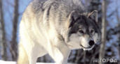 В одном из районов Коми организовали рейды из-за выходов волков