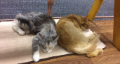 Почему кошки спят с человеком: 3 основные причины и важные моменты, о которых следует знать