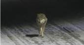 В Коми волков начали отпугивать ультразвуком