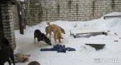 В Ухте из-за халатности чиновника от укусов собак пострадали 27 детей