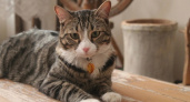 В Коми известный музейный кот Пас принял участие в выборах президента