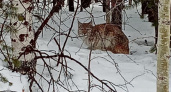 Дикие звери продолжают выходить к жителям Республики Коми