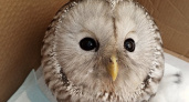 В Коми волонтеры лечат спасенную сову