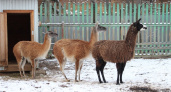 В зоопарке в Коми животные отложили смену «зимних шуб»