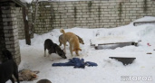 В Ухте на отлов собак дополнительно выделили еще шесть миллионов рублей