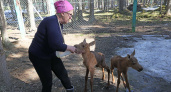 В Коми для спасения лосят пришлось задействовать вертолет