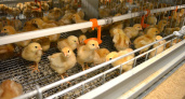 На "Зеленецкой" рассказали, когда будущие несушки птицефабрики начнут нести первые яйца