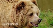 В Коми нашли зараженного опасным заболеванием медведя