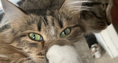 "Ни в коем случае не берите": В популярном кошачьем корме найден яд