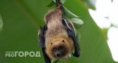 Жителя Коми в квартире навестила летучая мышь