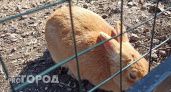 Минсельхоз Коми рассказал о новых ветеринарных требованиях содержания кроликов