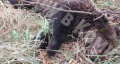 В Коми убили медведя