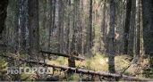 Жительница Коми пошла в лес собирать ягоды и провалилась в болото