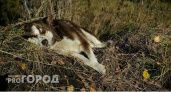 В Коми чипированная собака серьезно покусала ребенка