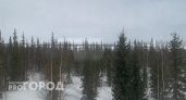 В Коми направлено дело о незаконной рубке леса с ущербом в 55 млн рублей