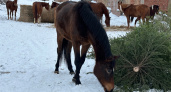 Ёлки вместо свалки: хвойные деревья стали кормом для лошадей в Ухте