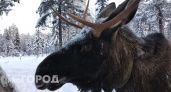 В Коми каждому убившему волка охотнику позволят вне очереди добыть лося
