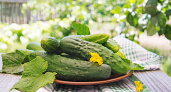 Не огурчики, а тренд сезона-2025: тонкая кожица, не горчат, а урожая 20 кг с кв. м. — плодоносят рано и до поздней осени