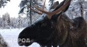 48-летний Роман из Коми пытался скрыться от полиции с тушей лося