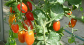Не сорт, а «сектор приз»: этот низкорослый томат вяжет плоды нон-стопом — 3 куста дают урожай словно целая плантация