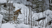 В Коми охотники добыли 24 волка с начала года 