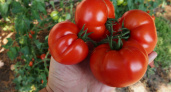 "Бычье сердце" полежит в сторонке: опытные садоводы сажают только такие 3 сорта томатов - слаще хурмы