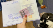 Водители категории "В" смогут получить еще одни права без сдачи экзамена - потребуется только 1 справка