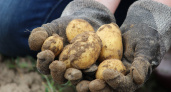 2 ч. ложки прямо в лунку – и картофель завалит урожаем: соберёте по три центнера с сотки