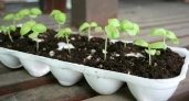 Льем под перцы и томаты каждые 2 дня: секрет от дачников-лентяев — на подоконнике будет не рассада, а крепкие "дубки"