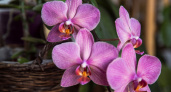 Живая вода для орхидей: опытный цветовод раскрыла секрет, чем лучше поливать растение – ответит благодарностью