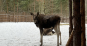 На трассу в Коми вышли лоси 