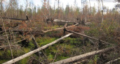 В Коми намерены привести в порядок более 1400 га леса