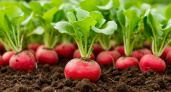 5 ложек на ведро — редис попрет словно на дрожжах: вырастет крупным и сочным — мощная подкормка в мае