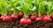 5 ложек на ведро — редис попрет словно на дрожжах: вырастет крупным и сочным — мощная подкормка в мае