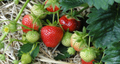 По 3 ведра клубники с куста: вот чем надо подкормить ягоды в конце мая для жирного и сахарного урожая