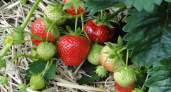 По 3 ведра клубники с куста: вот чем надо подкормить ягоды в начале лета для жирного и сахарного урожая