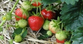 По 3 ведра клубники с куста: вот чем надо подкормить ягоды в начале лета для жирного и сахарного урожая