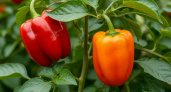 Никогда не поливайте этим перцы в июне: эта популярная подкормка нанесёт беспощадный удар и напрочь лишит урожая