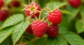 После 20 июня малине нужен «как кислород»: горсть под корни — летом кусты будут плодоносить как ягодный конвейер