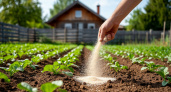 Сыпьте в июне на грядки – урожай утроится без лишних затрат: простая альтернатива навозу, которая работает даже на бедных почвах