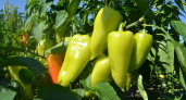 В июне перцы только этого и ждут: 3 ложки в воду — и завязи крепкие, а плоды прут без остановки — до 10 кг урожая с куста