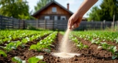 Сыпьте в июне на грядки – урожай утроится без лишних затрат: простая альтернатива навозу, которая работает даже на бедных почвах