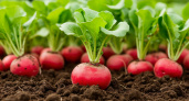 5 ложек на ведро — редис попрет словно на дрожжах: вырастет крупным и сочным — мощная подкормка после 5 июля