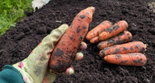 Раскидайте на грядке с морковью такой порошок в июле - поразитесь какой крупной и ровной она вырастает