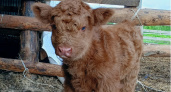 Уникальная телка с голубыми глазами родилась в Коми