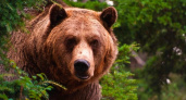 В Коми на 131 особь бурого медведя стало меньше