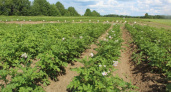 В Коми выросли объемы производства картофеля и овощей