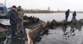 Рыбная отрасль Коми показывает резкий рост: уловы увеличились на 37%