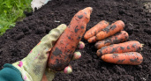 Раскидайте на грядке с морковью такой порошок в июле - поразитесь какой крупной и ровной она вырастает