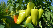 В середине июля перцы только этого и ждут: 3 ложки в воду — и завязи крепкие, а плоды прут без остановки — до 10 кг урожая с куста